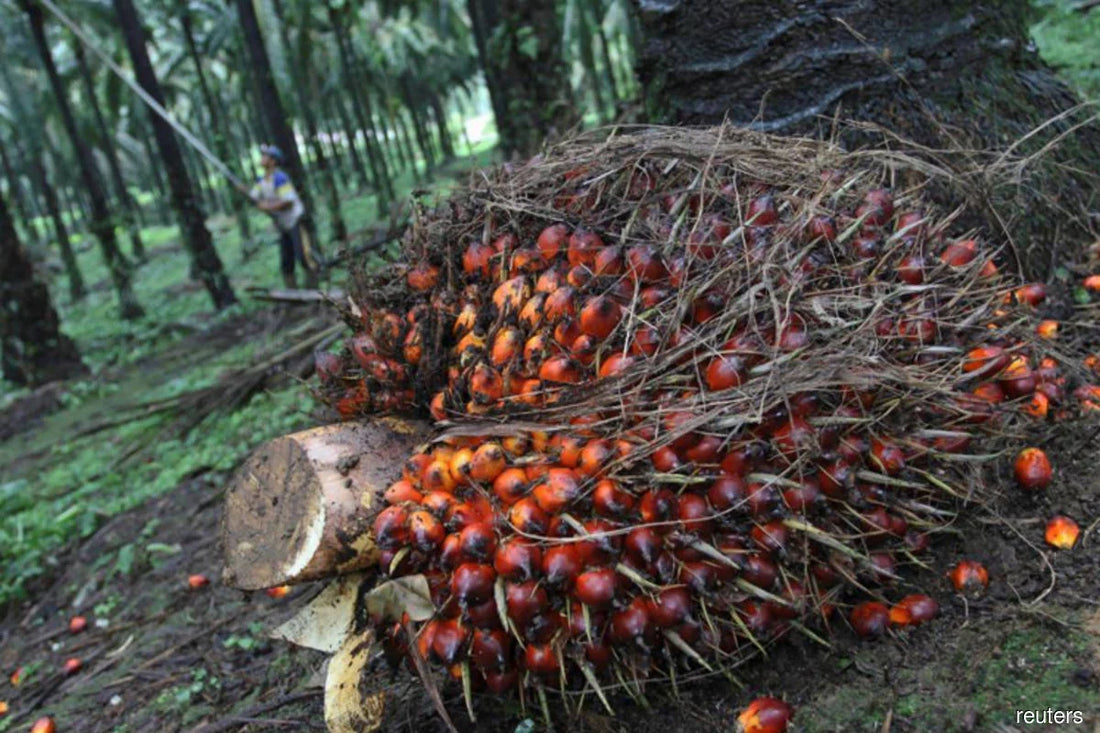 FELDA settlers to bear RM18,000 in debt for replanting of oil palm - ELITISTA