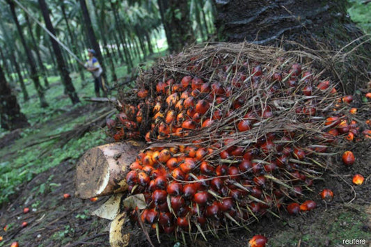 FELDA settlers to bear RM18,000 in debt for replanting of oil palm - ELITISTA